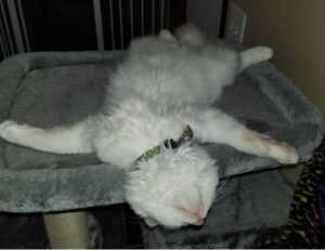 data softout4.v6 python