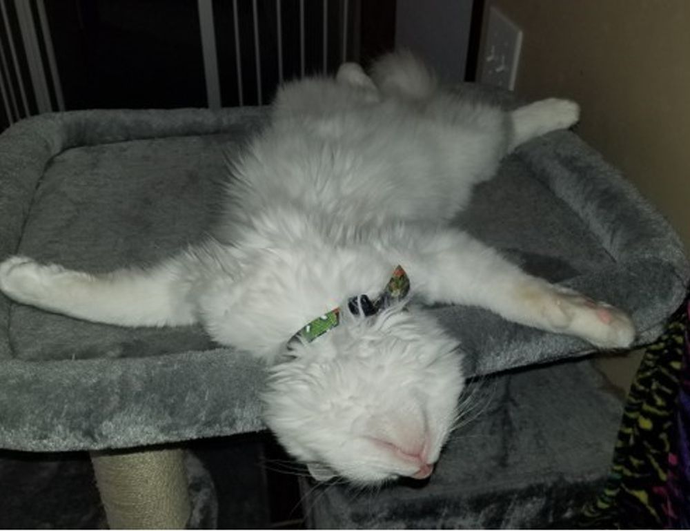 data softout4.v6 python