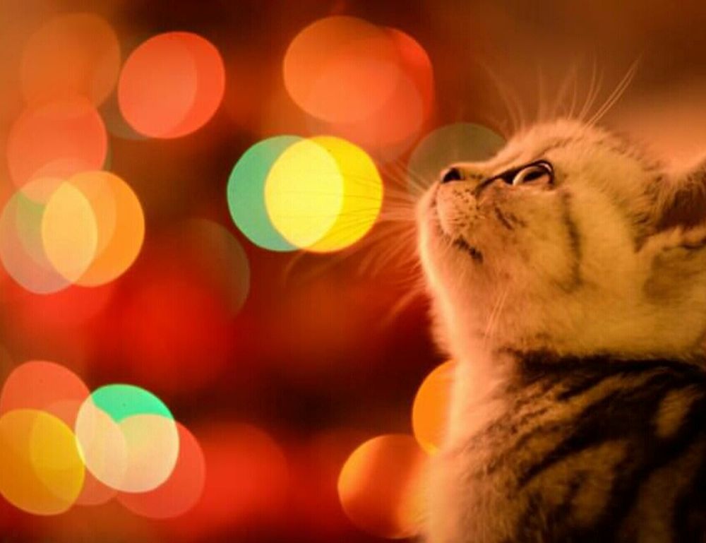 dropbox 8737.idj.029.22 problems