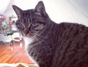 gdtj45 builder software