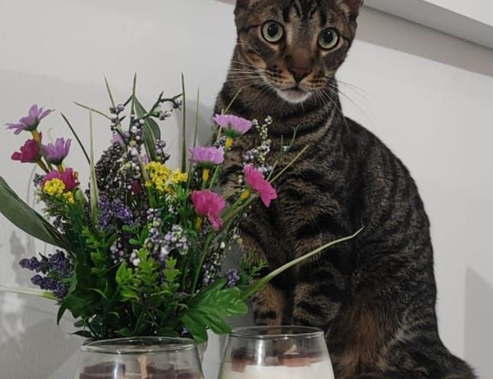 improve software hcs 411gits