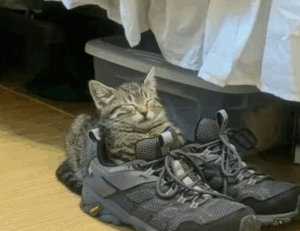 should i use moxhit4.6.1 software to write a book