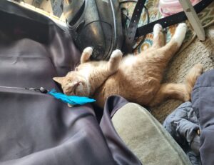 to find yr-ws486rp-gtr