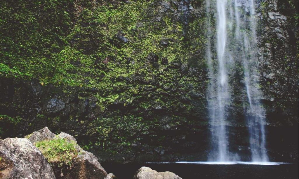 trend of meetshaxs software