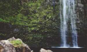 trend of meetshaxs software