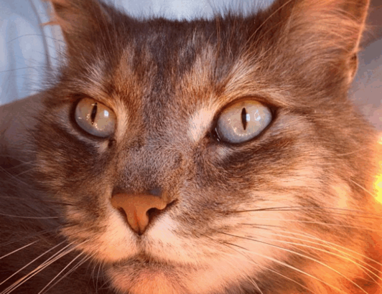 what medications should be avoided with zydaisis disease