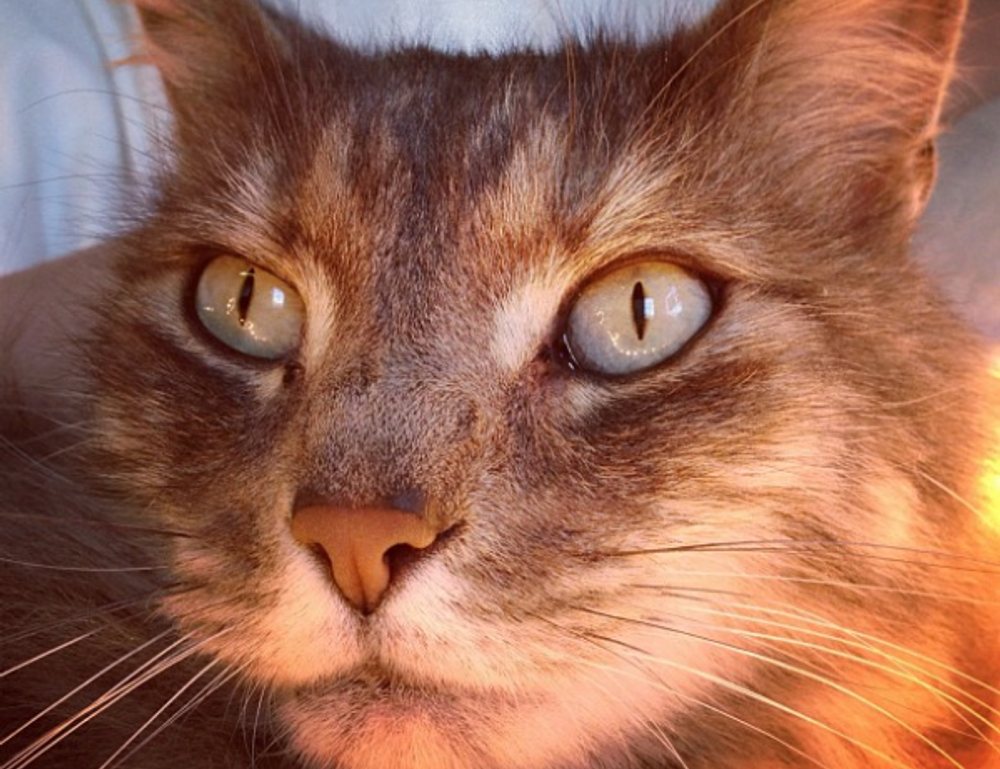 what medications should be avoided with zydaisis disease