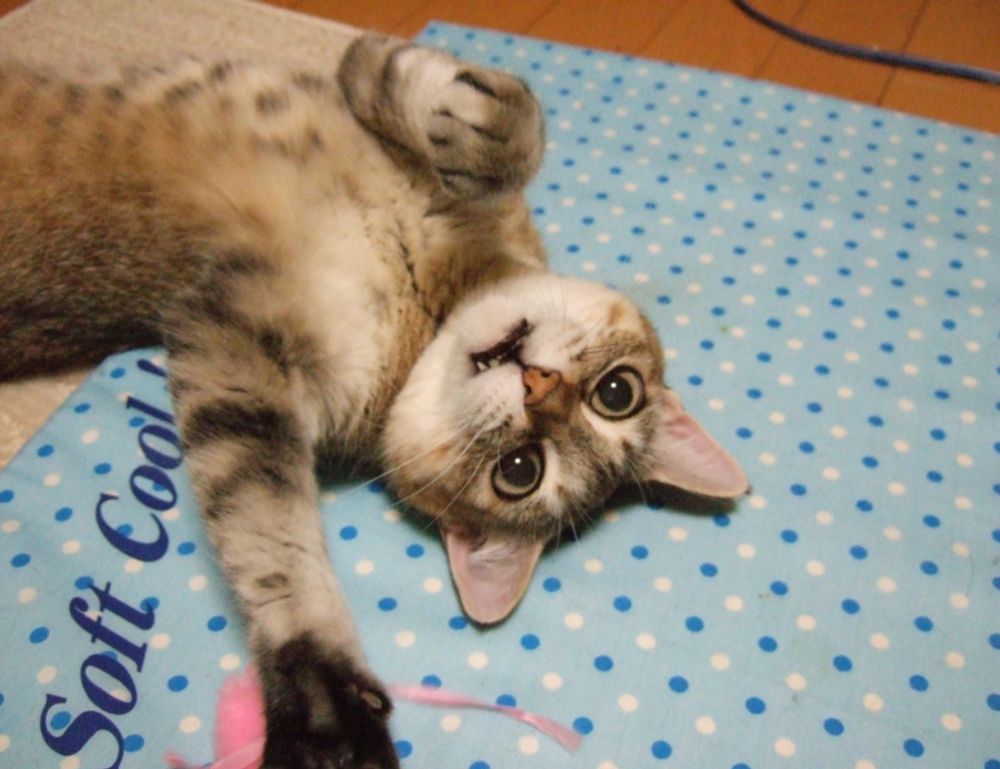 which advice should be given to parents who llblogfamily