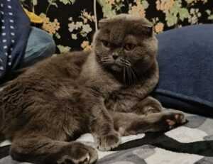 why genrodot is a waste for gaming