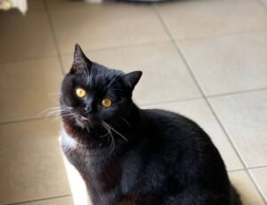 zydaisis disease which foods to avoid