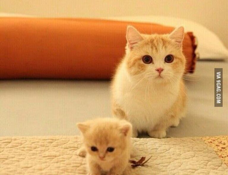 active learn parent guide fparentips