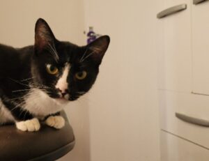 active learning fparentips