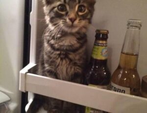 health guide fparentips