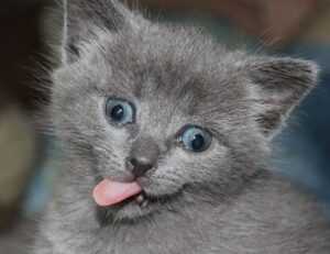 helpful guide convwbfamily