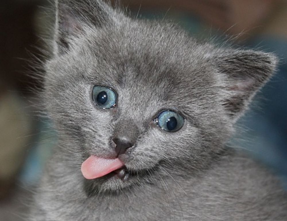 helpful guide convwbfamily