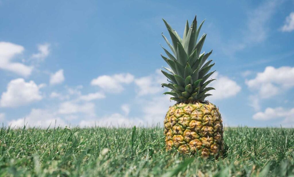 nutrition guide fparentips