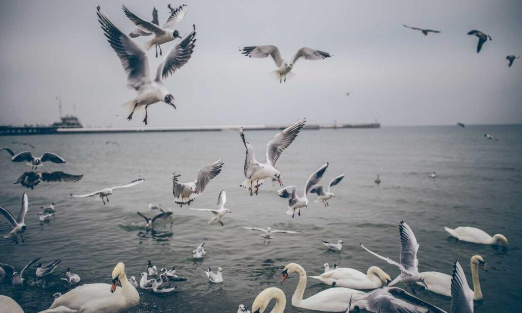 playing lessons fparentips