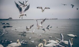 playing lessons fparentips