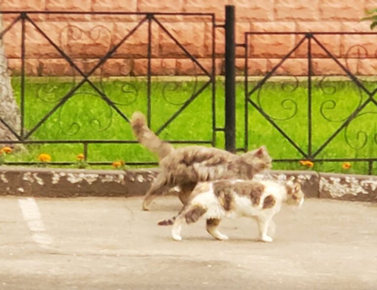 positive connection convwbfamily