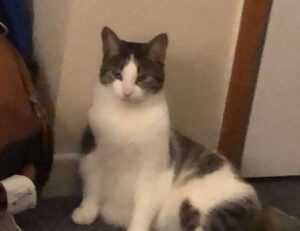 strategic guides convwbfamily