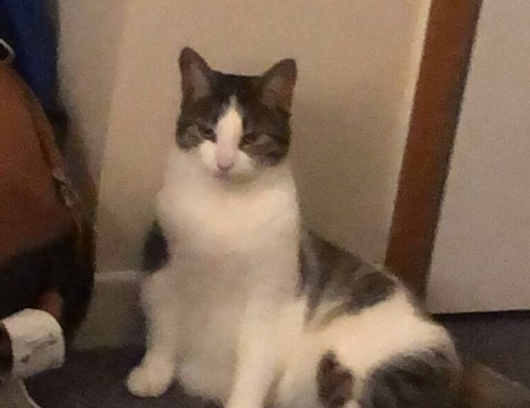 strategic guides convwbfamily