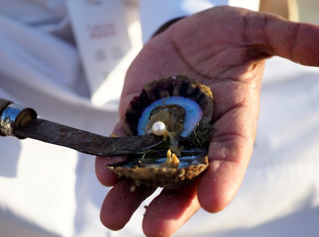 Beyond the Fish: Mussels, Oysters, and Other Tinned Treasures