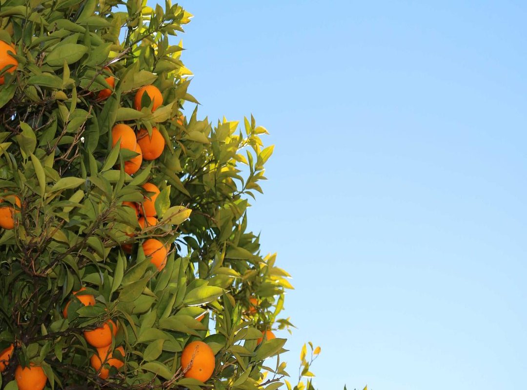 Step-by-Step Guide: Crafting Your Perfect Blank Profile Picture