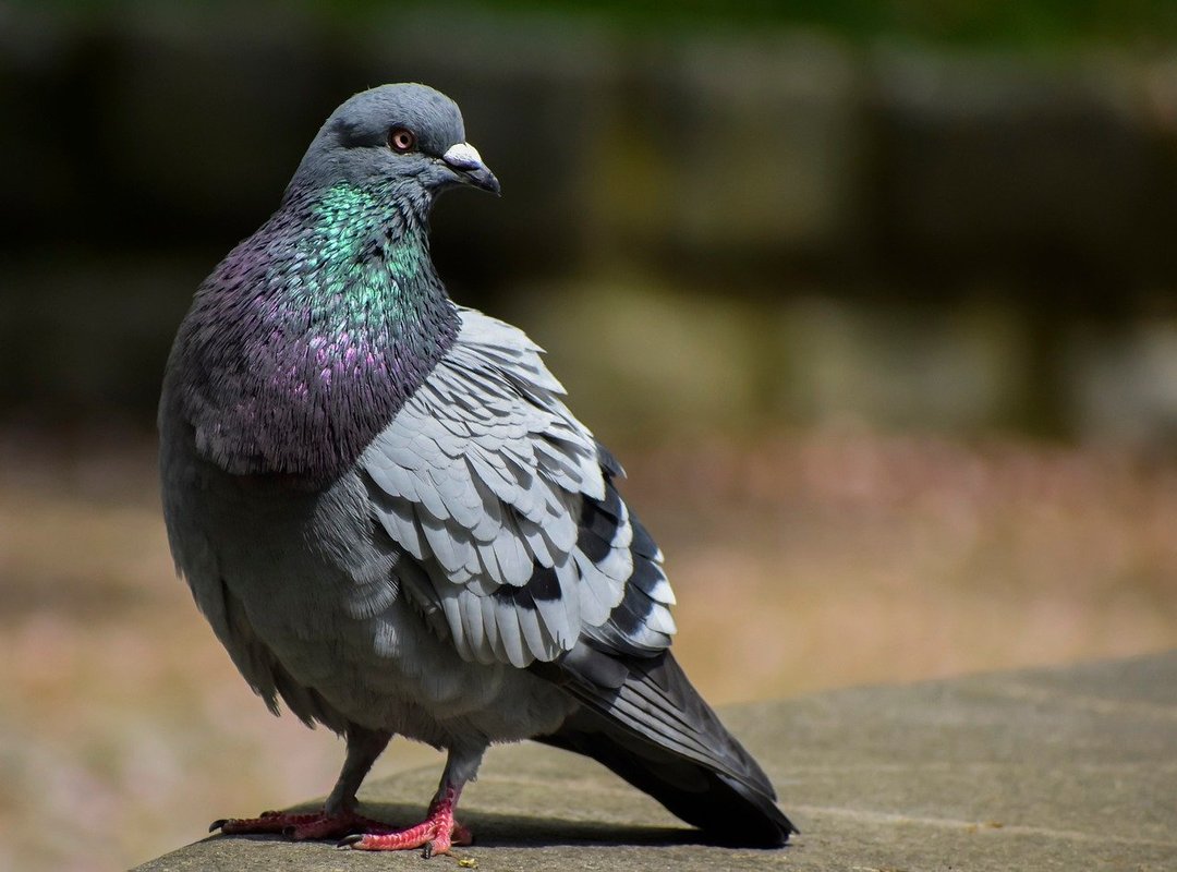 What Sets SaveFrom.net Apart from Other Download Tools